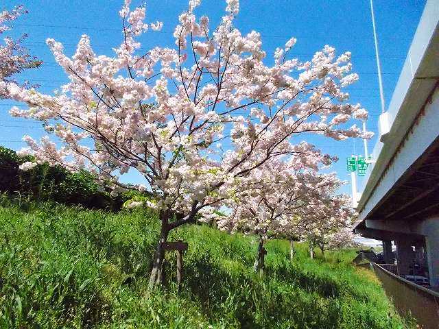 満開に咲くA地区の五色桜並木・2018年春　  